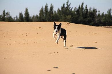 《帝国时代2：决定版》新DLC“征服与陨落”发售 玩家差评：敷衍至极